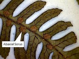 Image result for Cyathea capensis