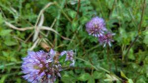 Red Clover Trifolium Pratense Herb In Hindi Youtube