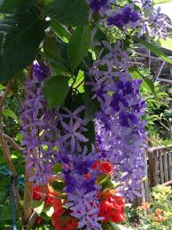 Image result for Petrea volubilis