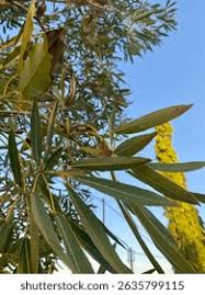 Image result for Searsia lancea