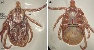 Tick paralysis is a rare disease thought to be caused by a toxin in tick saliva. Description And Characterization Of Questing Hard Tick Dermacentor Steini Acari Ixodidae In Malaysia Based On Phenotypic And Genotypic Traits Springerlink