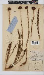 Image result for Callilepis laureola