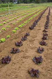 How To Measure Spacing When Planting