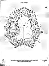 Maybe you would like to learn more about one of these? Biology Unit 2 Plant Cell Diagram Quizlet