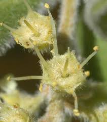 Image result for Combretum hereroense