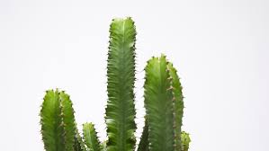 Image result for Euphorbia inaequilatera