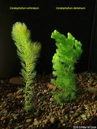 Image result for Hypericophyllum elatum