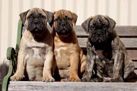 The foundation stock of this breed is 60 percent english mastiff and 40 percent bulldog. Bullmastiff Club Of Wa Home Facebook