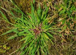 How to tell them apart. Different Types Of Crabgrass With Pictures Cg Lawn