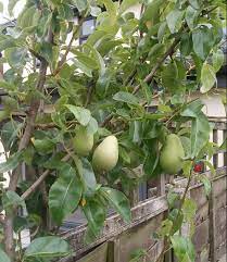 I have tried aldi fruit trees in the past and have had 2 x braeburns and 2 x bramleys for about 5 years now. Aldi Stores Uk On Twitter That Tree Looks Absolutely Pear Fect To Us What S Your Favourite Fresh Fruit Wednesdaythoughts Https T Co So7zyt4don