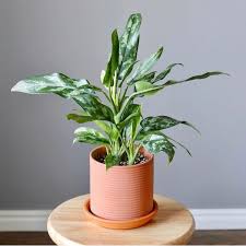 Portal berita dan informasi mengenai seluruh tanaman cantik, bibit unggul, cara budidaya, dan harga terbaru tanaman hias di indonesia. Tanaman Hias Untuk Rumah Minimalis Chinese Evergreens Maria 30 S D 40 Cm Shopee Indonesia