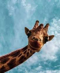 Pin By Astara Marsden On Camping Ideas In 2020 Baby Animals Super Cute Animals Baby Animals