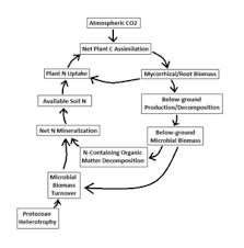 Nitrogen Cycling In Tropical Rain Forest Soils Microbewiki