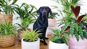 There are poisonous houseplants for dogs and cats. 16 Pet Safe Indoor Plants Flower Power