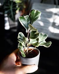 Image result for Ficus triangularis