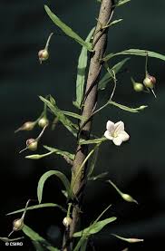 Image result for Xenostegia tridentata