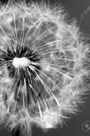 Check spelling or type a new query. Dandelion Black And White Photo Art Stock Photo Picture And Royalty Free Image Image 97911006
