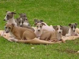 Maybe you would like to learn more about one of these? Italian Greyhound Breeders Links And Breed Information On Pups4sale Com Au