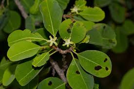 Image result for Erythroxylum zambesiacum