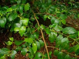 Image result for Pyrostria bibracteata