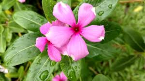 Saking indahnya, bunga anggrek sampai dijadikan judul sebuah lagu jadul. Mengenal Bunga Tapak Bintang Catharanthus Roseus Apero Fublic