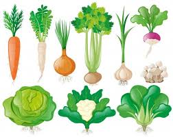 Radish Vectors Photos And Psd Files Free Download
