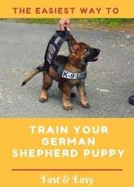 German Shepherd Puppy Training For Beginners And Experts German Shepherd Puppies Training German Shepherd Puppies Shepherd Puppies