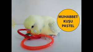 Muhabbet Kusu Pastel Youtube