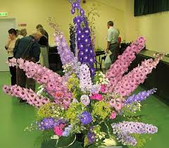 DELPHINIUM SOCIETY SHOW