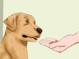 Goat milk is a good substitute for cow's milk. 3 Ways To Get Your Dog To Eat Dry Food Wikihow