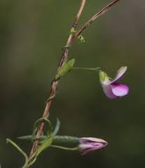Image result for Polygala ohlendorfiana