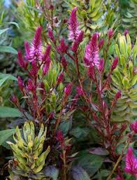 Celosia Cramer S Amazon Planting Bulbs Beautiful Gardens Landscape Amazing Flowers