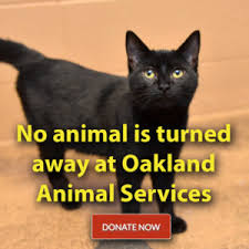 Maybe you would like to learn more about one of these? Oakland Veterinarians