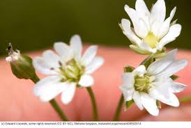 Image result for Stellaria