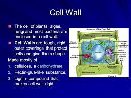 Cellulose is the fiber (or roughage) of which your cereal box says you need more. Cell Structure Typical Structures Found In Plant And Animal Cells Ppt Download