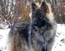 Collins was spayed and is happily in her new home enjoying being spoiled. Shiloh Shepherd Puppy News 8 1 12 9 1 12 Shiloh Shepherd Dog Shiloh Shepherd Shepherd Puppies