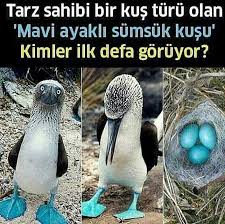 sahra acar adli kullanicinin anlamli sozler panosundaki pin hayvan bilimi en komik fotograflar bilim doga