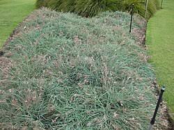 Image result for Themeda triandra