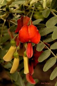 Image result for Rytigynia ruwenzoriensis