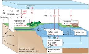 nitrogen deposition and carbon sinks