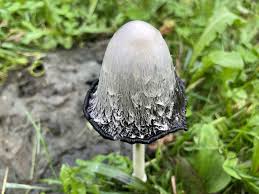 Image result for Coprinus comatus