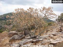 Image result for Hildegardia