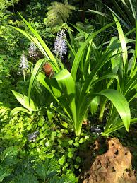 Image result for Drimia