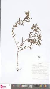 Image result for Antherotoma naudinii