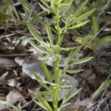 Image result for Basananthe longifolia