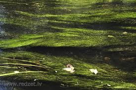 Image result for Stuckenia