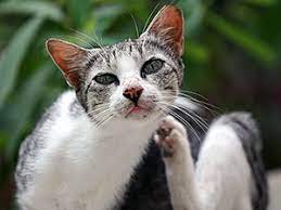 Medicating Feral Cats And Kittens