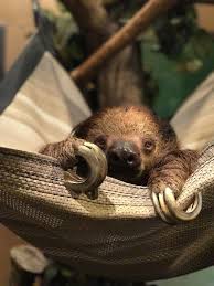 Olive The Sloth Chattanooga Zoo Chattanooga Zoo Sloth Chattanooga
