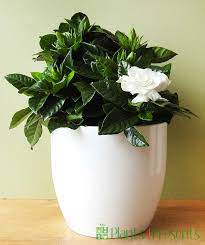 Gardenia Bush Gardenia Plant Fragrant Flowers Gardenia Bush
