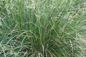 Image result for Deschampsia